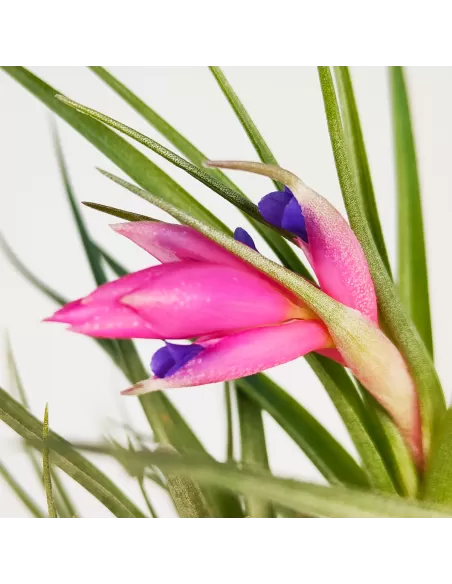 Holm´s Air Rose Tillandsia