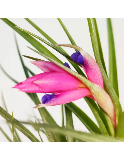 Holm's Air Rose Tillandsia