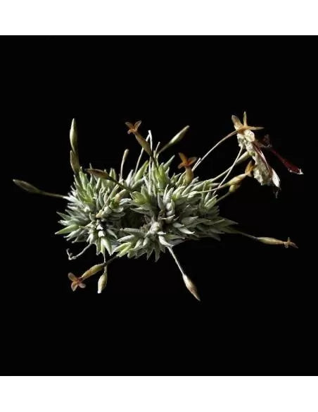 Aizoides Tillandsia