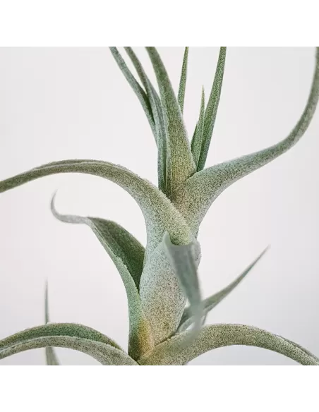 Albida Minor Tillandsia