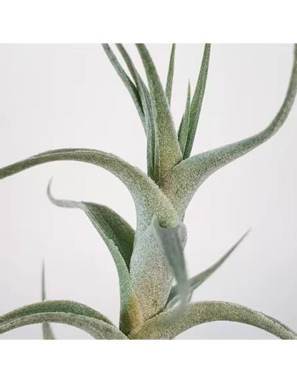 Albida Minor Tillandsia