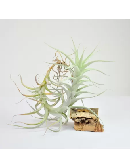 Albida Tillandsia