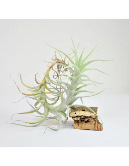 Albida Tillandsia