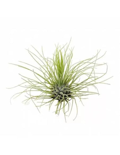 Argentea Tillandsia