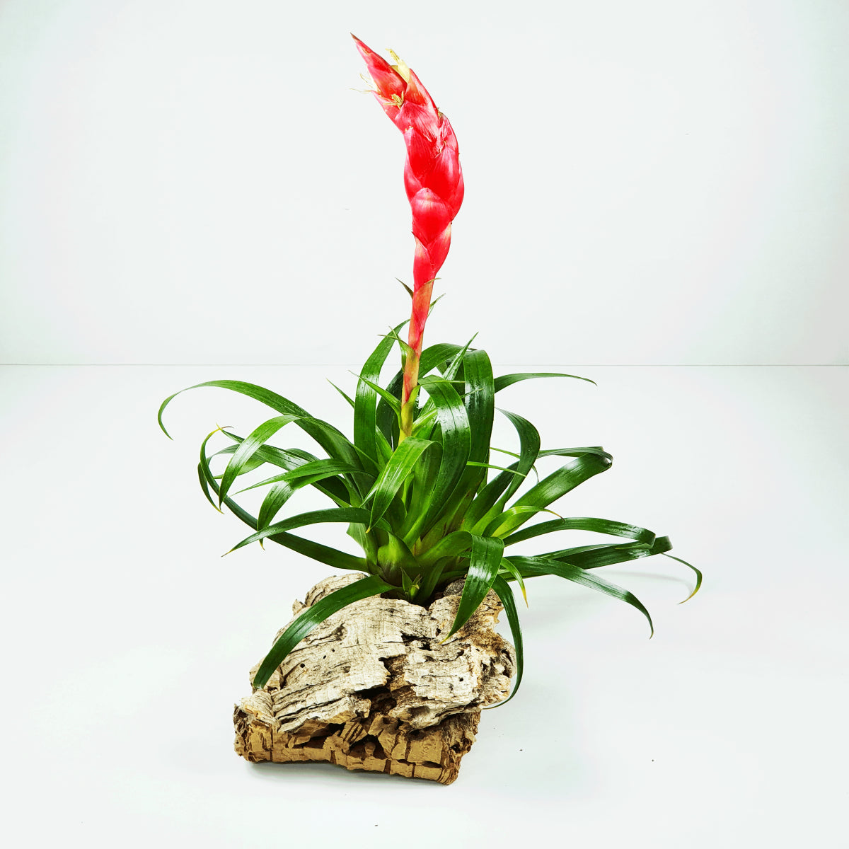 Astrid Vriesea Tillandsia