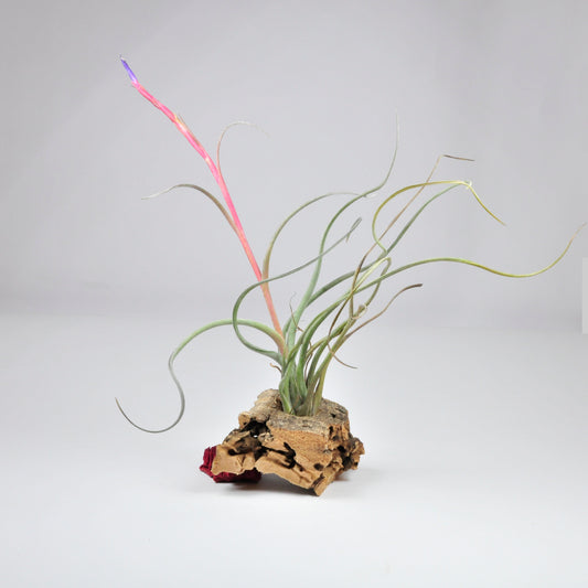 Baileyi Corpus Christi Tillandsia