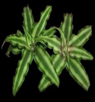 Bromeliácea cryptanthus bivittatus lose