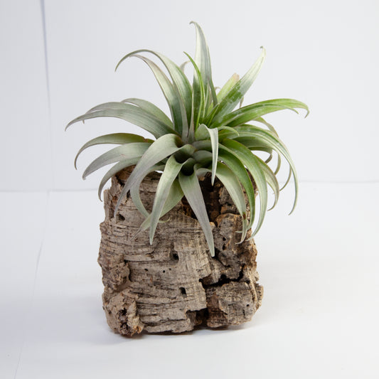 Capitata Zwerggelbe Tillandsia