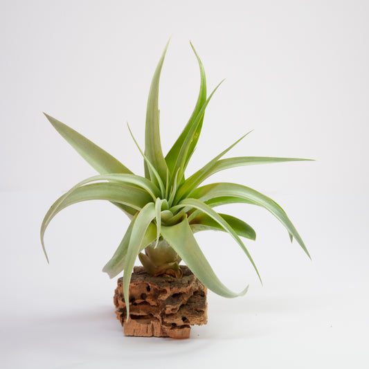 Capitata x Brachycaulos Tillandsia