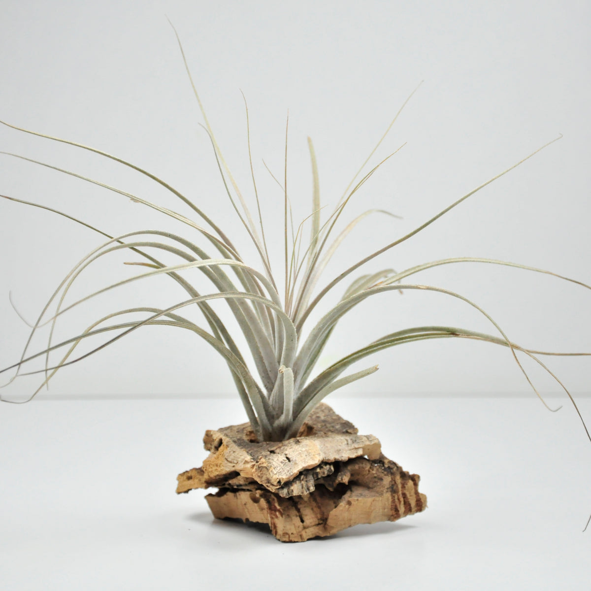 Catimbauensis Tillandsia