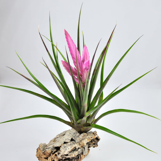 Cyanea Anton Tillandsia