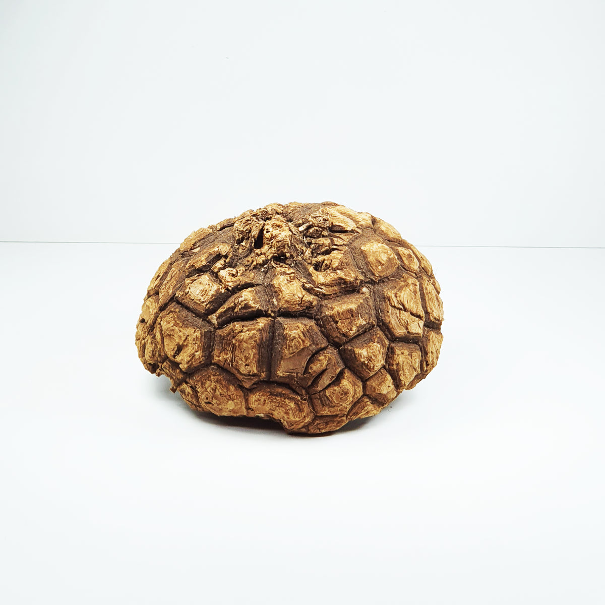 Mexican Dioscorea