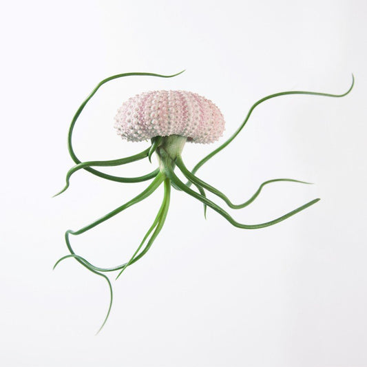 Bulbosa rosa Igel