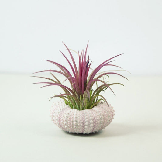 Pink Hedgehog Ionantha Fuego