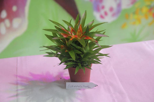 Guzmania Theresa