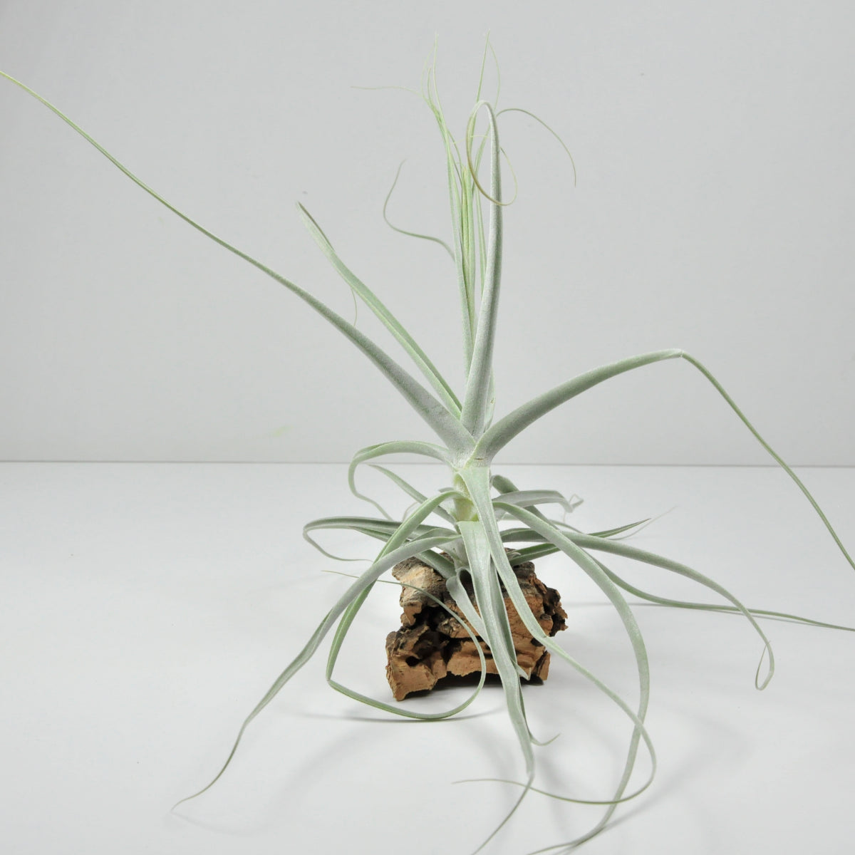 Holm´s Capricorn Tillandsia