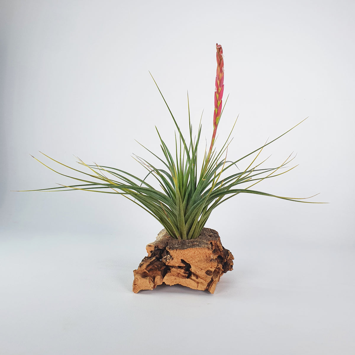 Holm´s Durascens Tillandsia