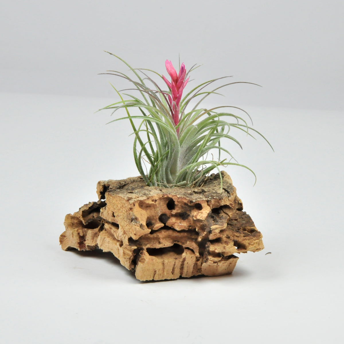 Holm´s Ideal Tillandsia