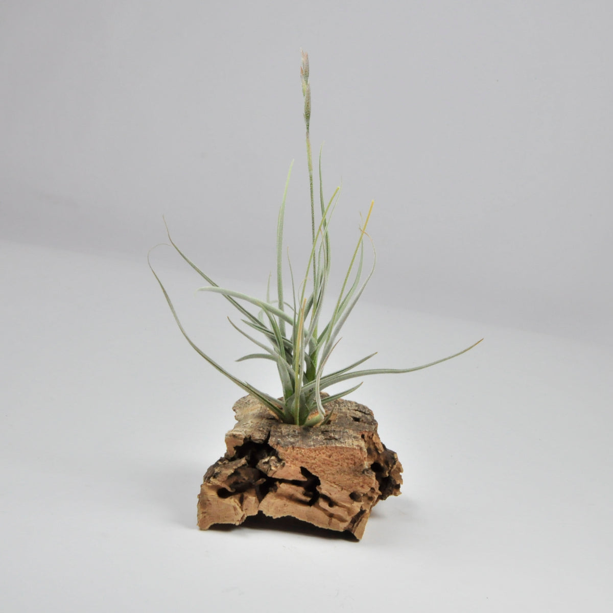 Holms Malleginosa Tillandsia