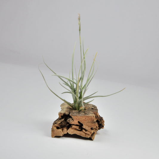 Holm´s Malleginosa Tillandsia