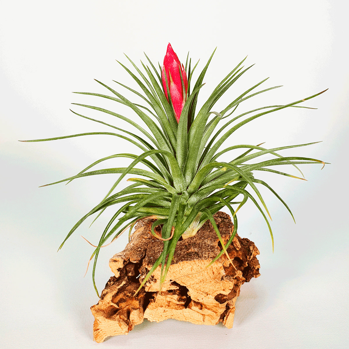 Holms Stropi Tillandsia