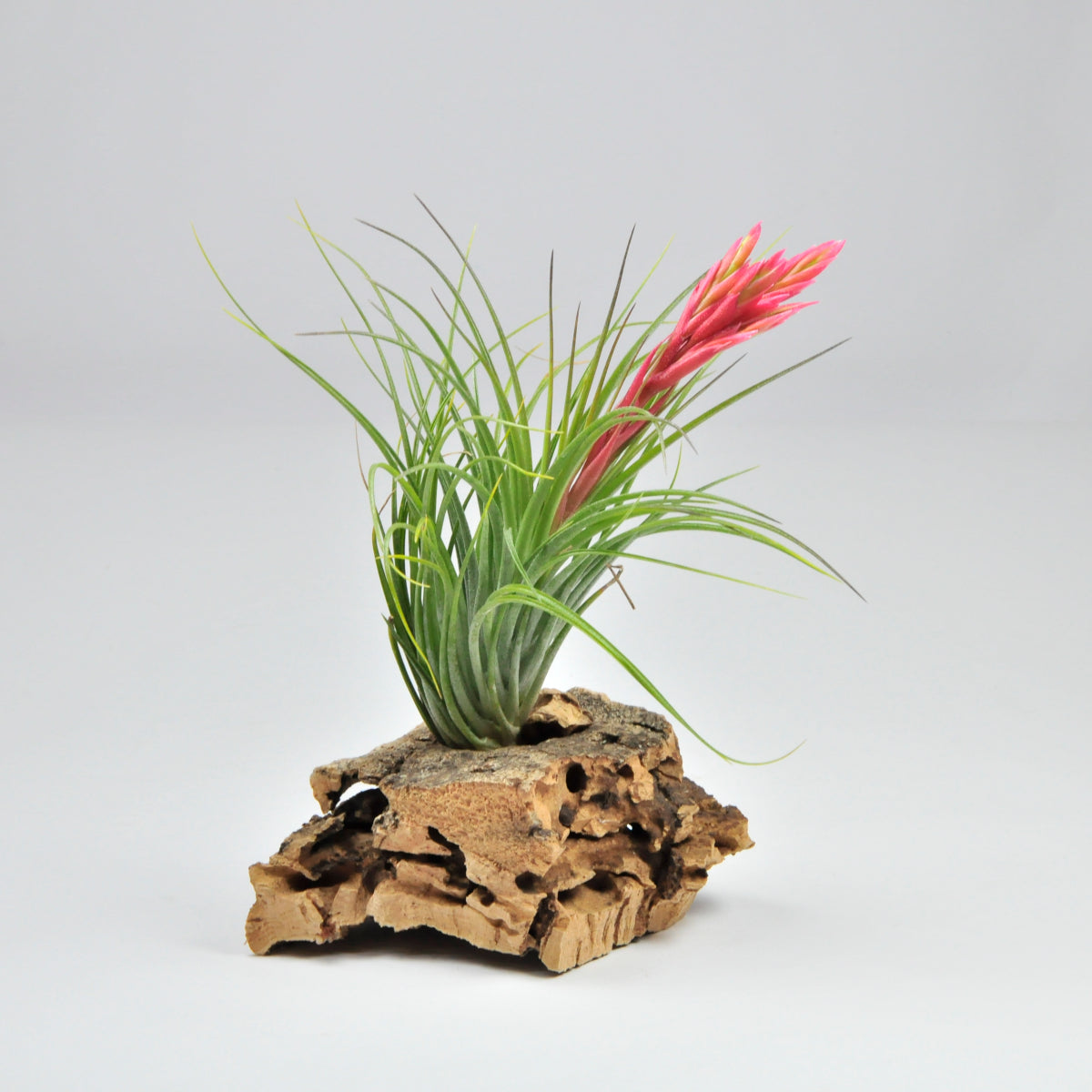 Holms Verlesglo Tillandsia