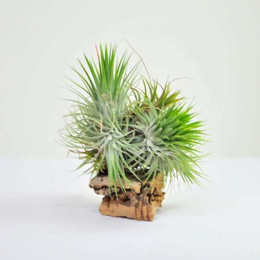 Ionantha XXL Pulk Tillandsia