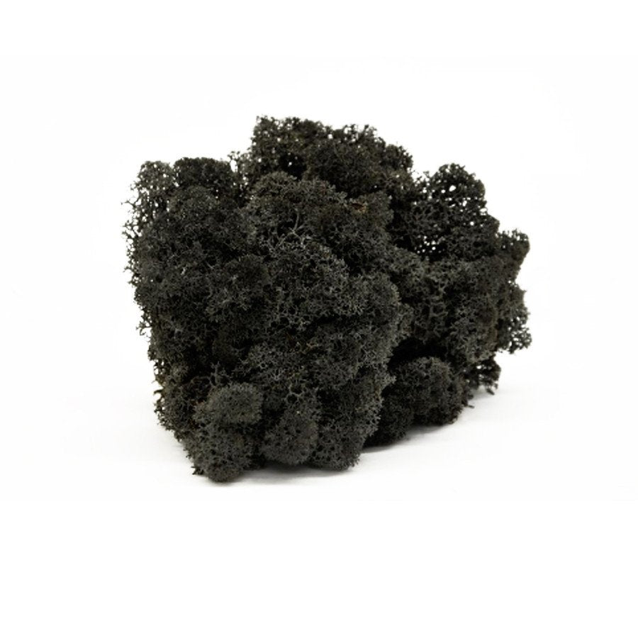 lichen black