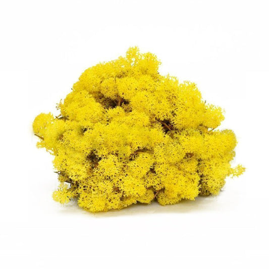 lichen yellow