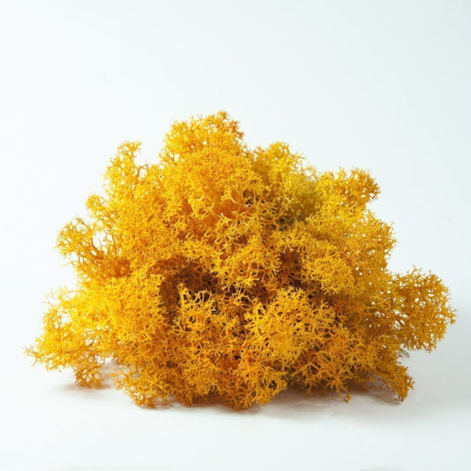 Orange Lichen