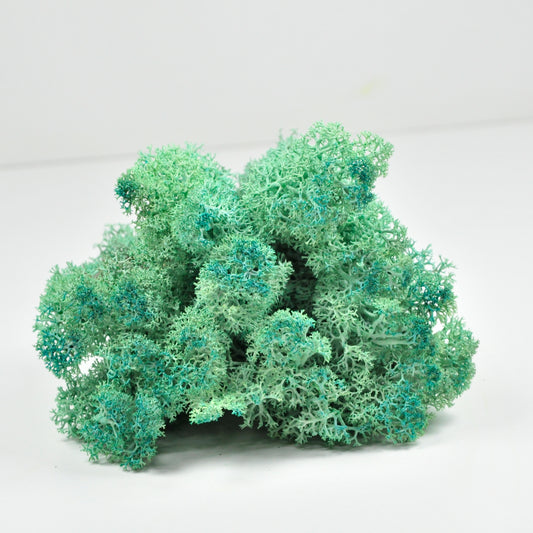 Pacific Green Lichen