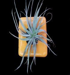 Keramiktopf + Tillandsia Cacticola