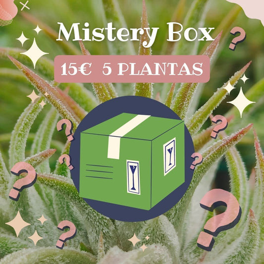 Mystery Box with 5 plants