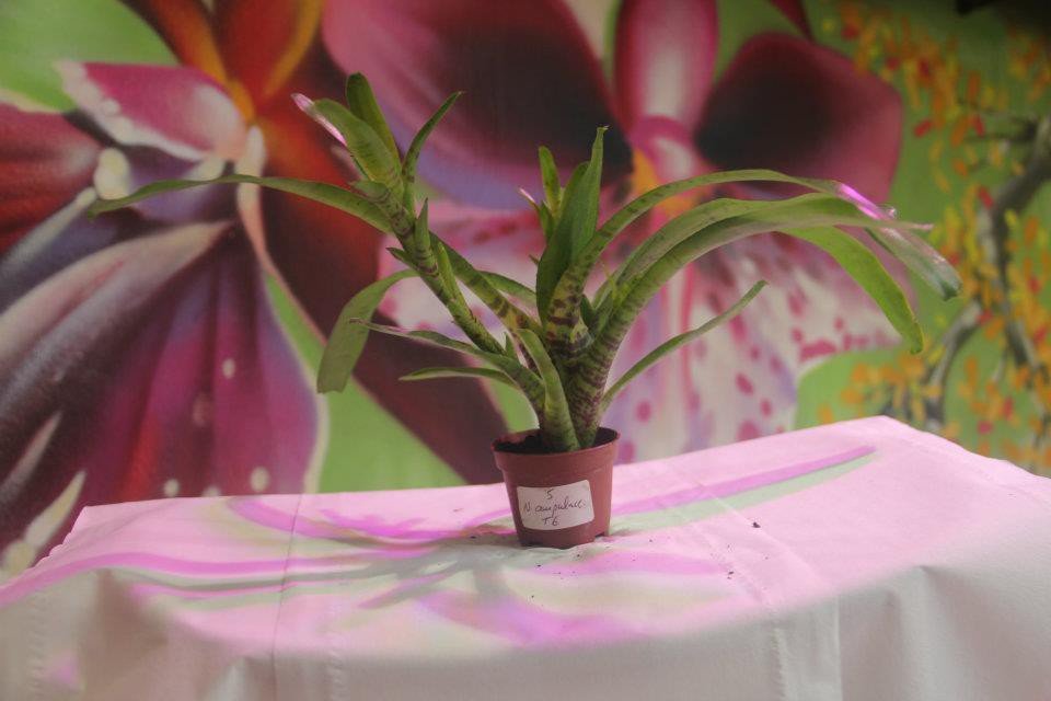 Ampullacea Neoregelia