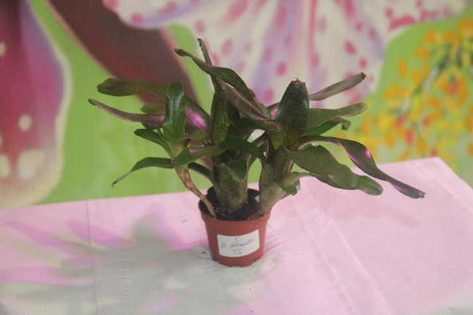 Atlantis Neoregelia