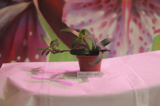 Lilliputiana Neoregelia