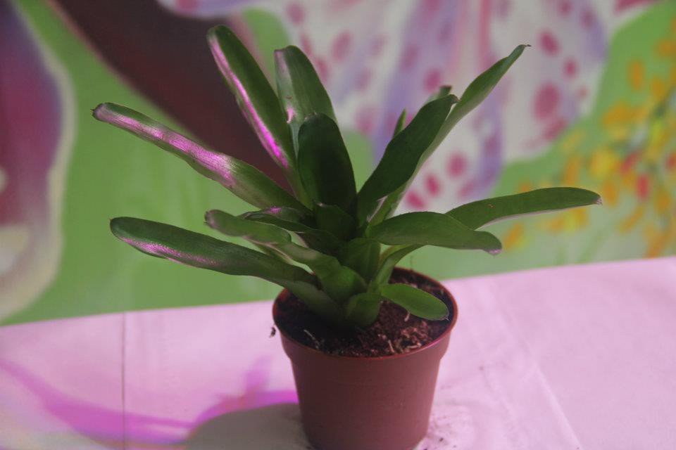 Paulinae Neoregelia