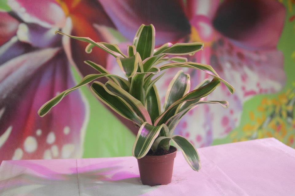 Schultesiana Variegata Neoregelia