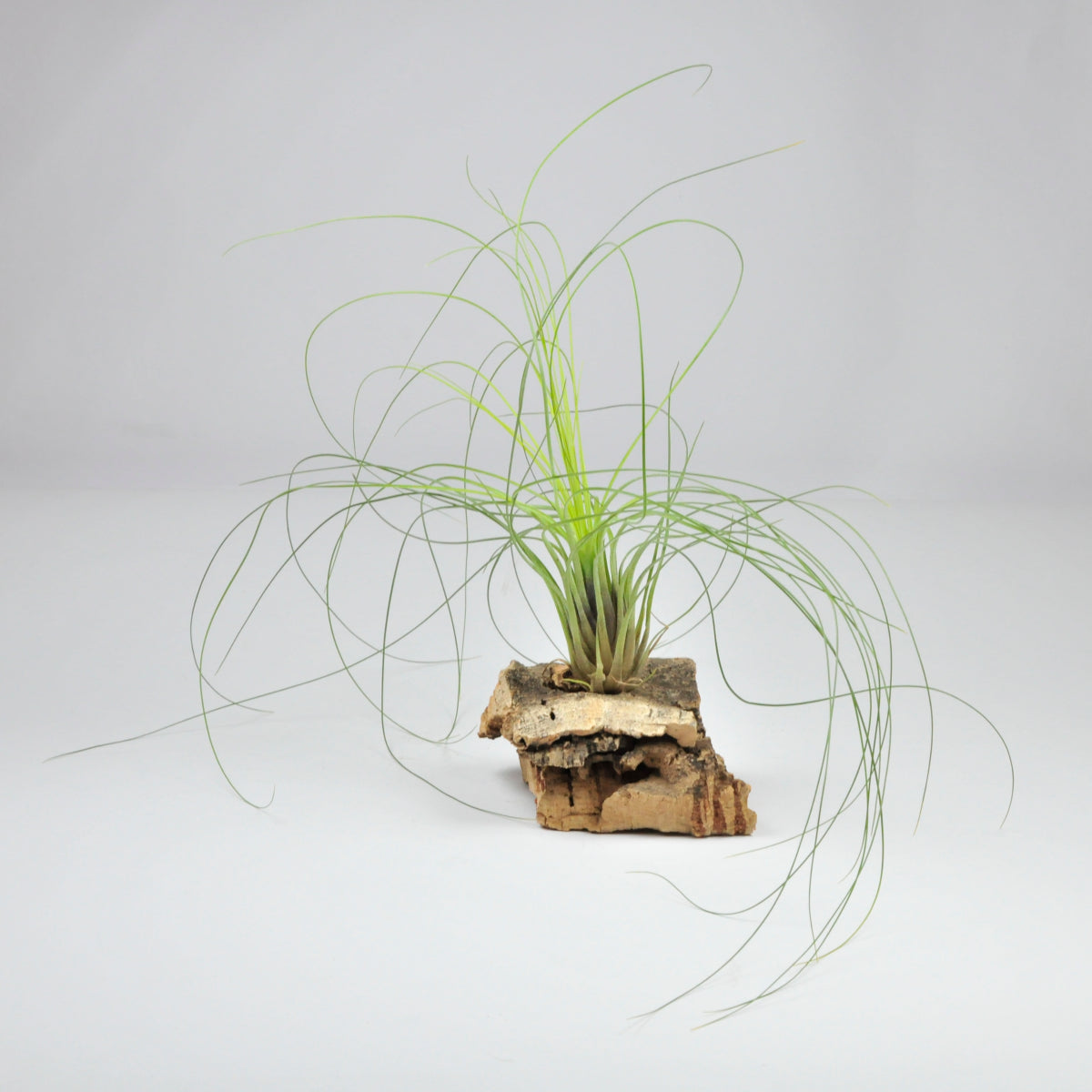 Nolleriana Tillandsia