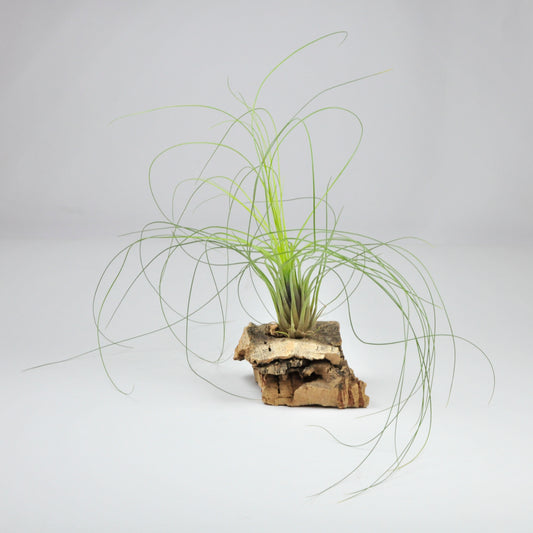 Nollerian Tillandsia