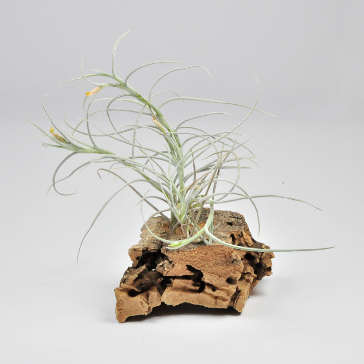 Old Man´s Gold Tillandsia