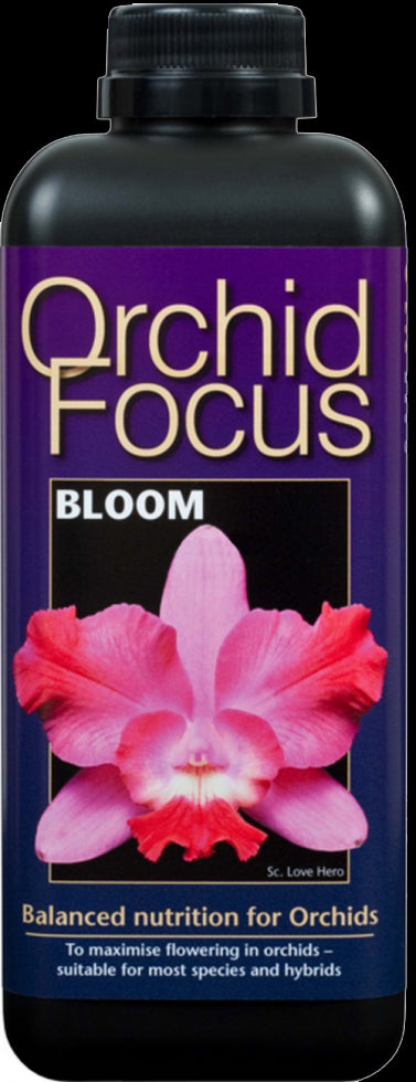 Orchid focus bloom