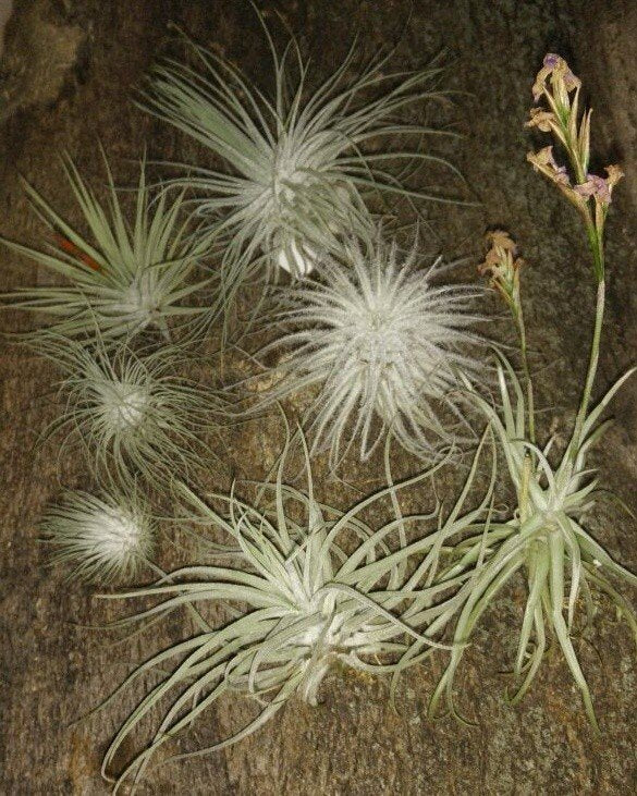 Pack of 7 Tillandsias