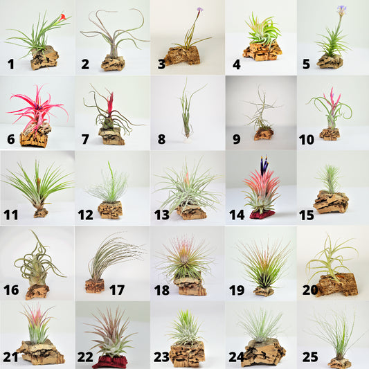 Pack 25 Tillandsias Collection