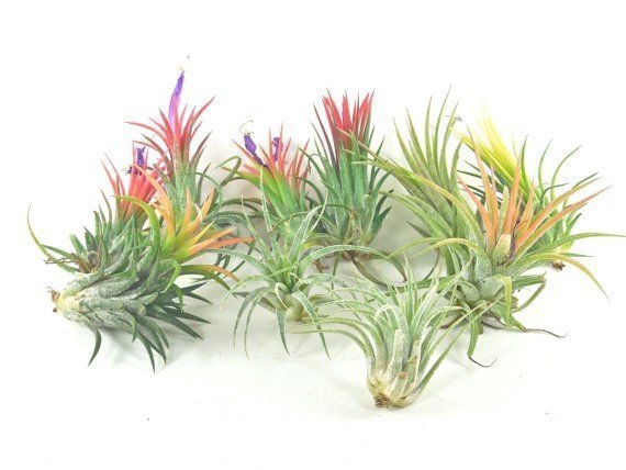 Pack of 16 tillandsias ionanthas