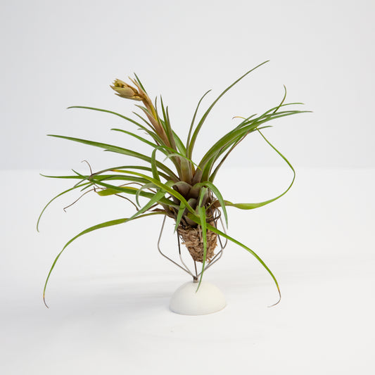 Racinaea Schumanniana Tillandsia