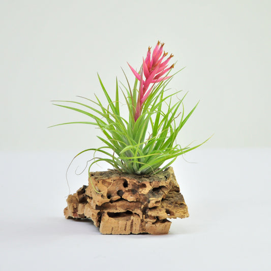 Remember Bob Holm´s Tillandsia