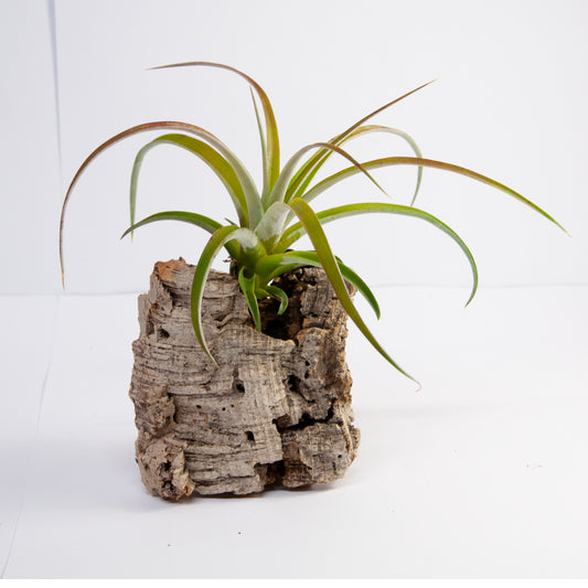 Riohondensis Tillandsia