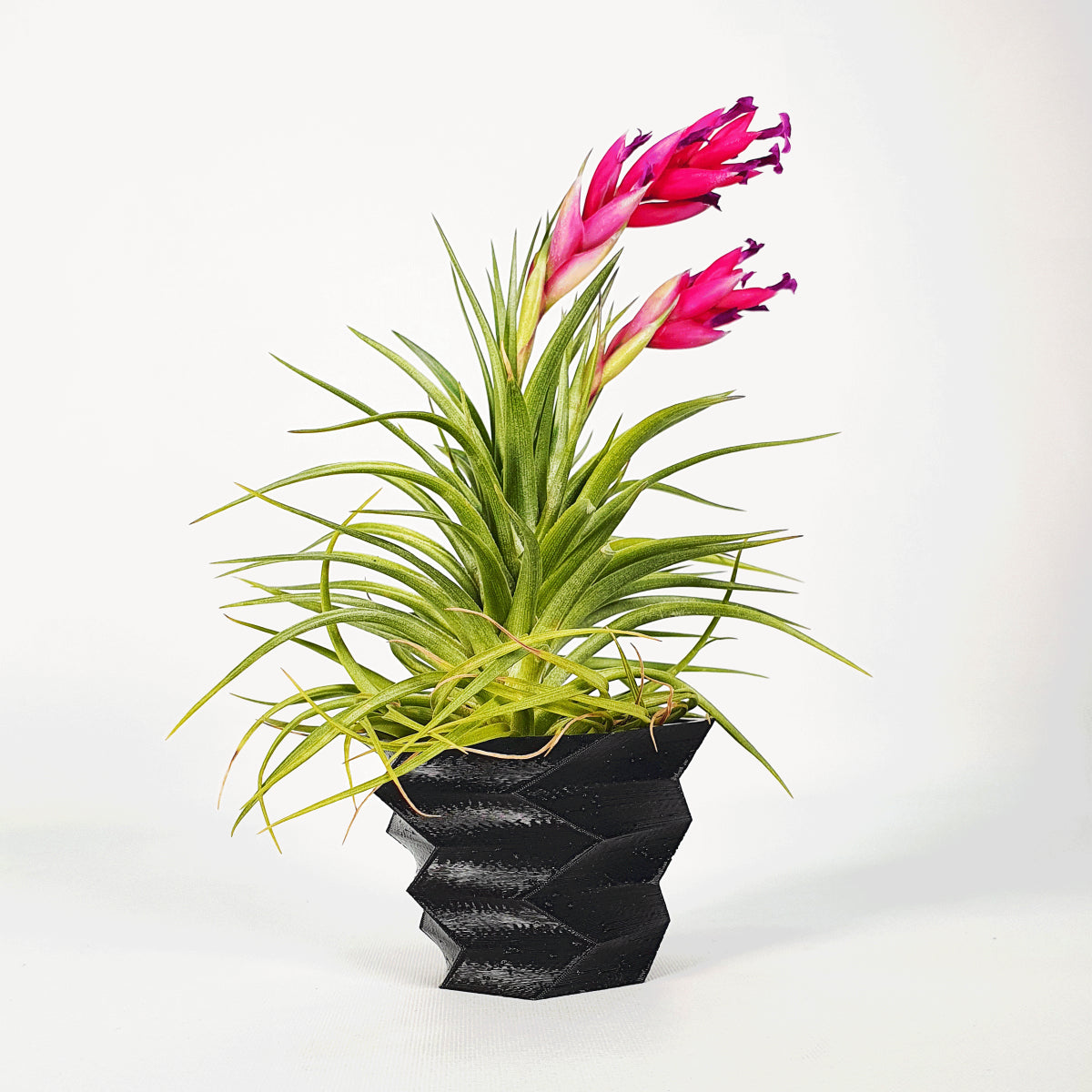 Pot stand for Tillandsias 3D cubist effect