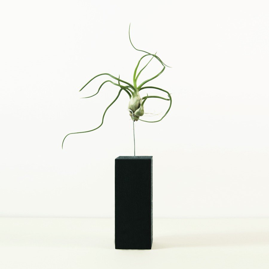 Bulbosa black wood support